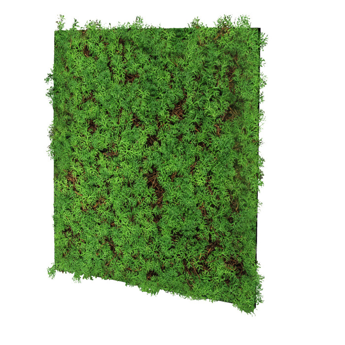 Jangal Modular Wall plantepanel 52 x 52 cm - Thuja